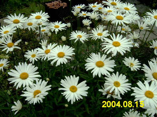 419120 (a): :1600x1200